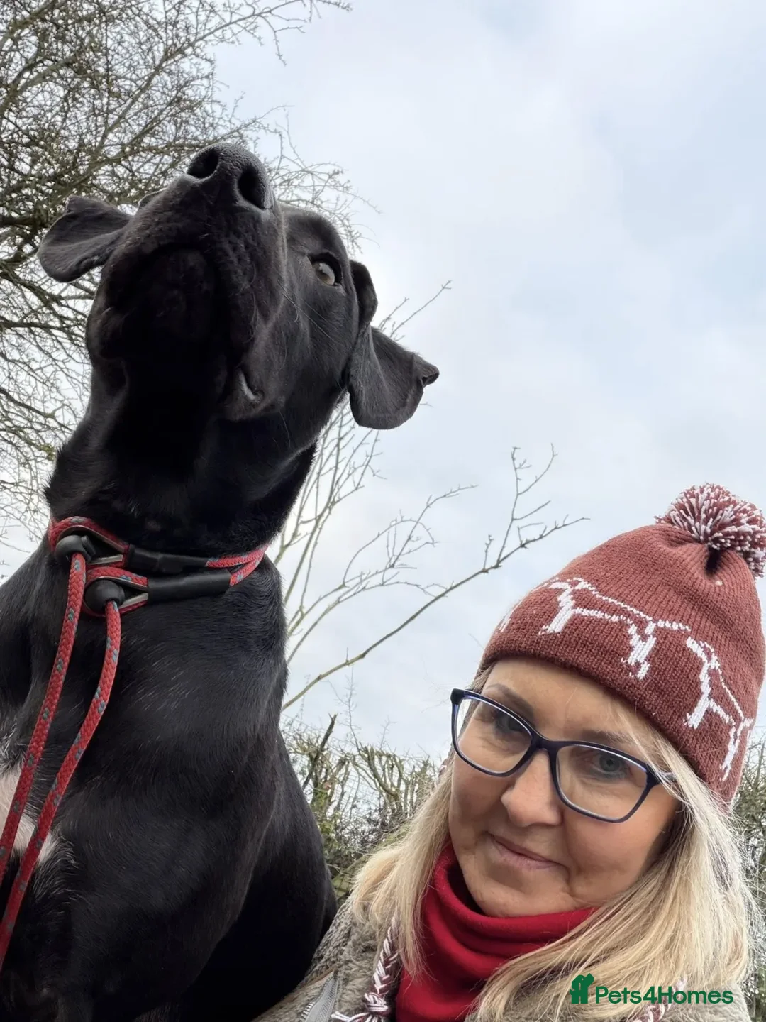 Mixed Breed dogs for adoption: Teddy - Advert 2