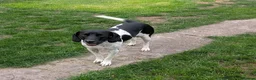 Mixed Breed dogs for adoption: ARCHIE,POINTER CROSS, LOOKING FOR HIS FOREVER HOME in Hereford - Advert 8