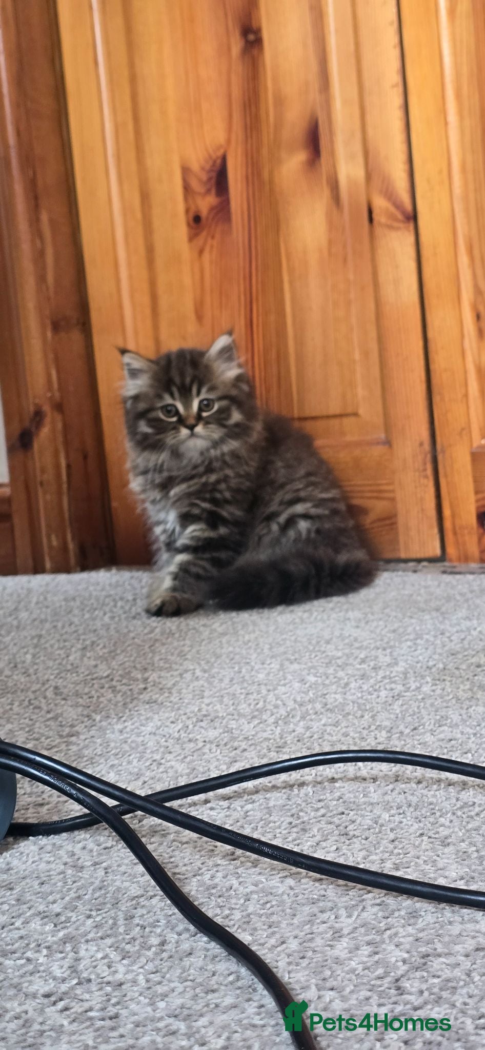 Persian cats 😸 Big persian kittens 😸  - Advert 1
