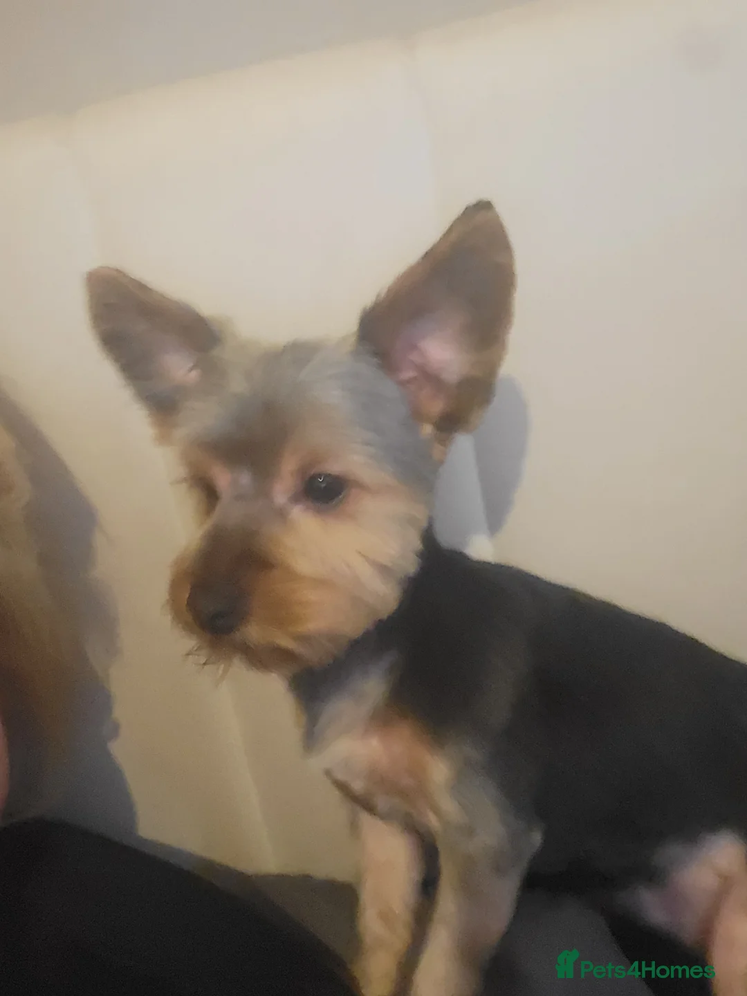 Yorkshire Terrier dogs for sale: Beautifully boy yorkshire terrior  - Advert 5