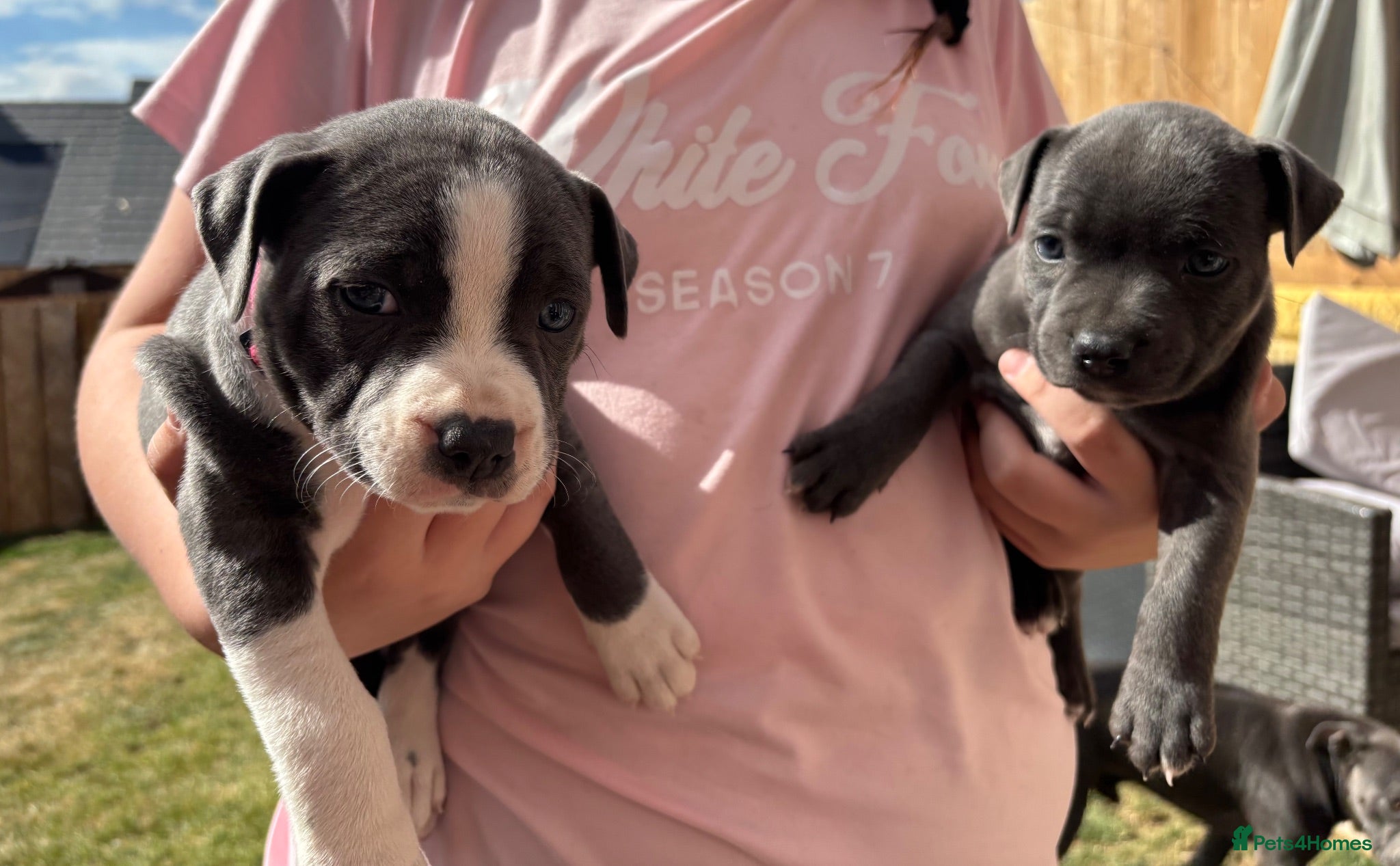 Staffordshire Bull Terrier dogs Staffordshire Bull Terrier pups x4 beautiful girls - Advert 14