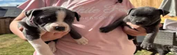 Staffordshire Bull Terrier dogs for sale: Staffordshire Bull Terrier pups x2 beautiful girls - Advert 1