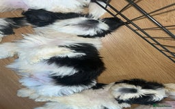 Shih Tzu dogs for sale: Shih Tzu Puppies - Image 24