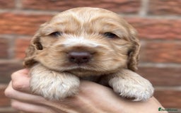 Cocker Spaniel dogs for sale: KC Reg Show Cocker Rizi Bizi bloodline Puppies - Image 14