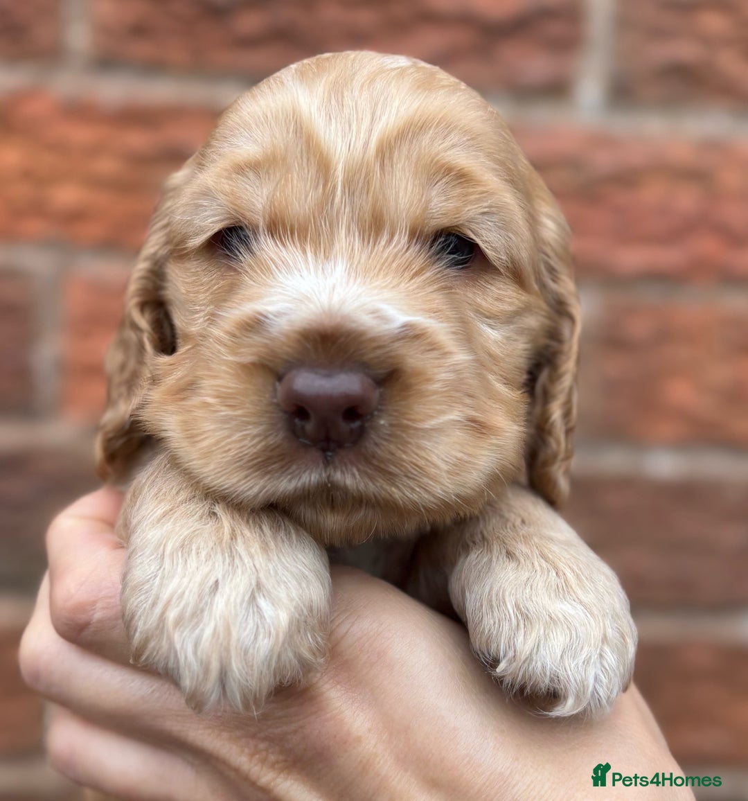 Cocker Spaniel dogs for sale: KC Reg Show Cocker Rizi Bizi bloodline Puppies - Image 14
