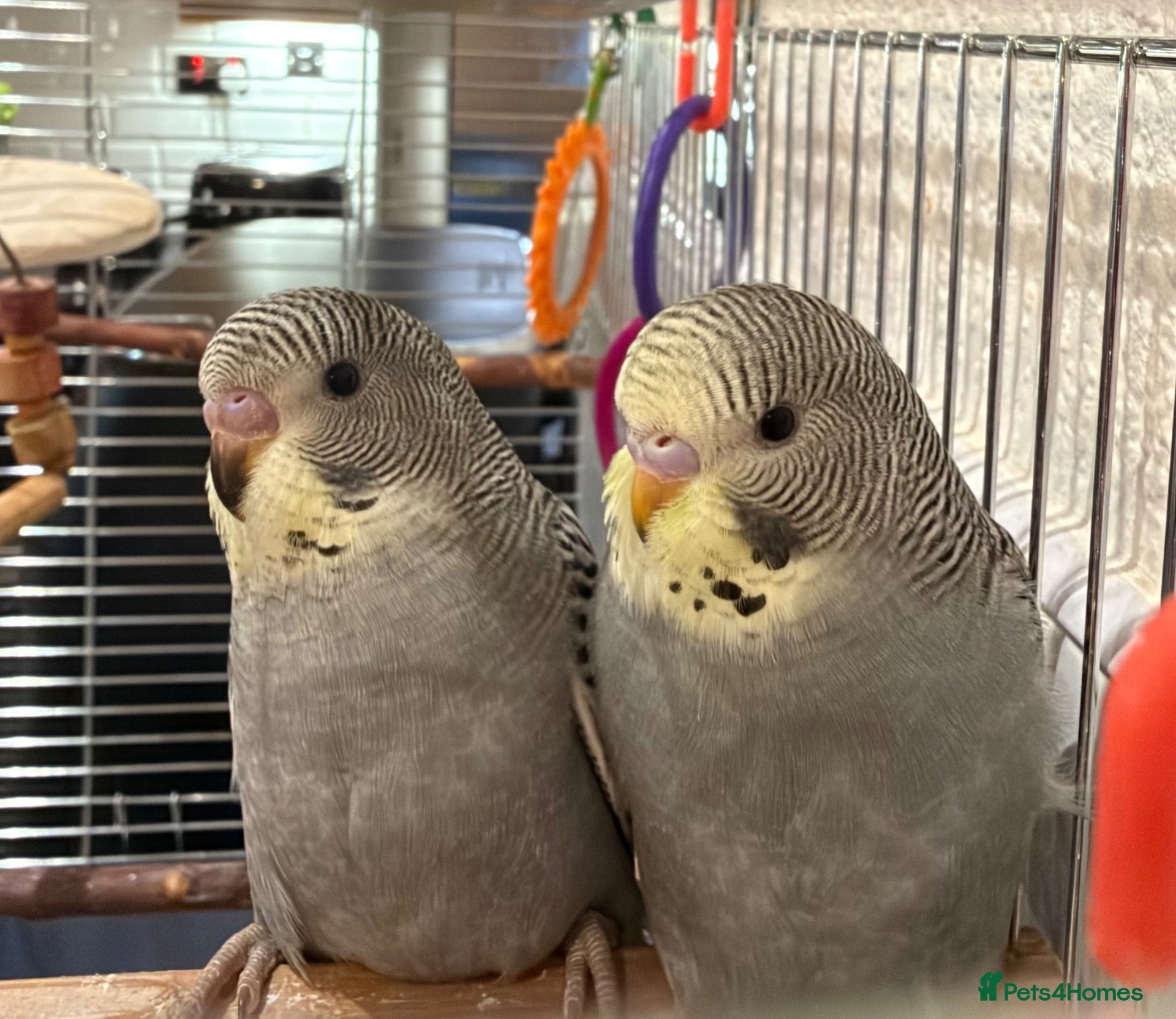 Budgerigars birds 2 beautiful baby budgies/cage/accessories - Advert 6