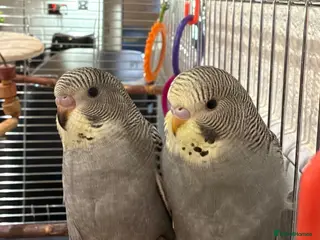 Budgerigars birds 2 beautiful baby budgies/cage/accessories - Advert 6