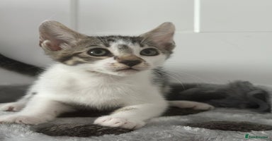Mixed Breed cats - Advert 11
