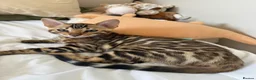 Bengal cats for sale: ✨ READY NOW - Pedigree Bengal Kitten Boy✨ - Advert 2