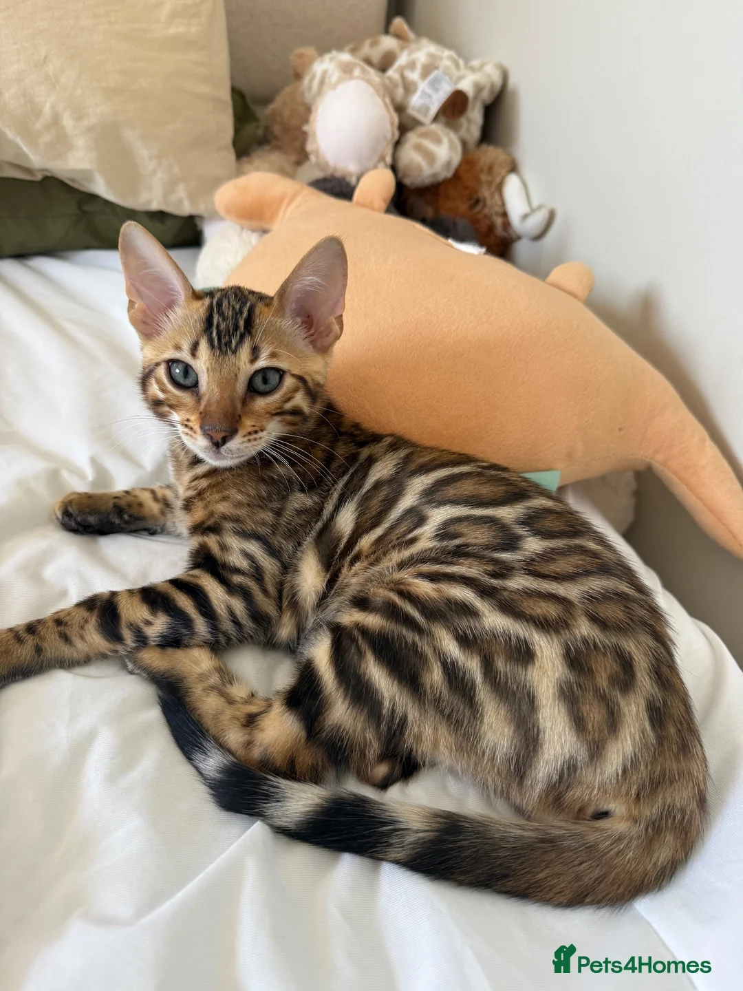 Bengal cats for sale: ✨ READY NOW - Pedigree Bengal Kitten Boy✨ - Advert 2