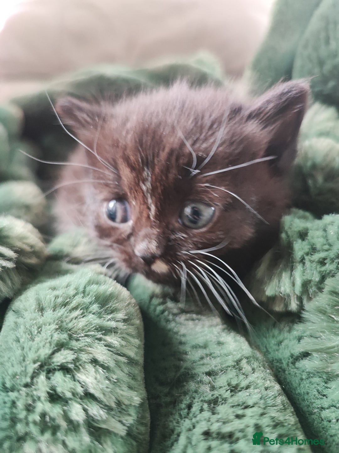 Munchkin cats for sale: Munchkin x Devon rex  - Image 9