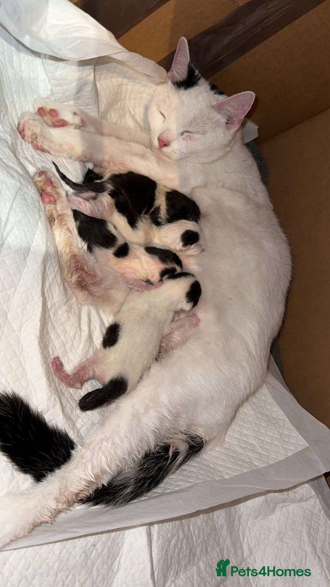 British Shorthair cats 3 kittens for living homes  - Advert 1