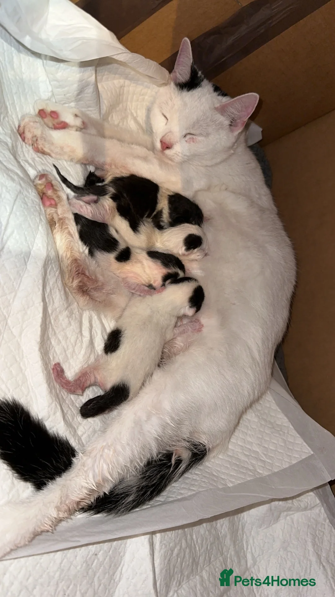 British Shorthair cats for sale: 3 kittens for living homes  - Advert 1