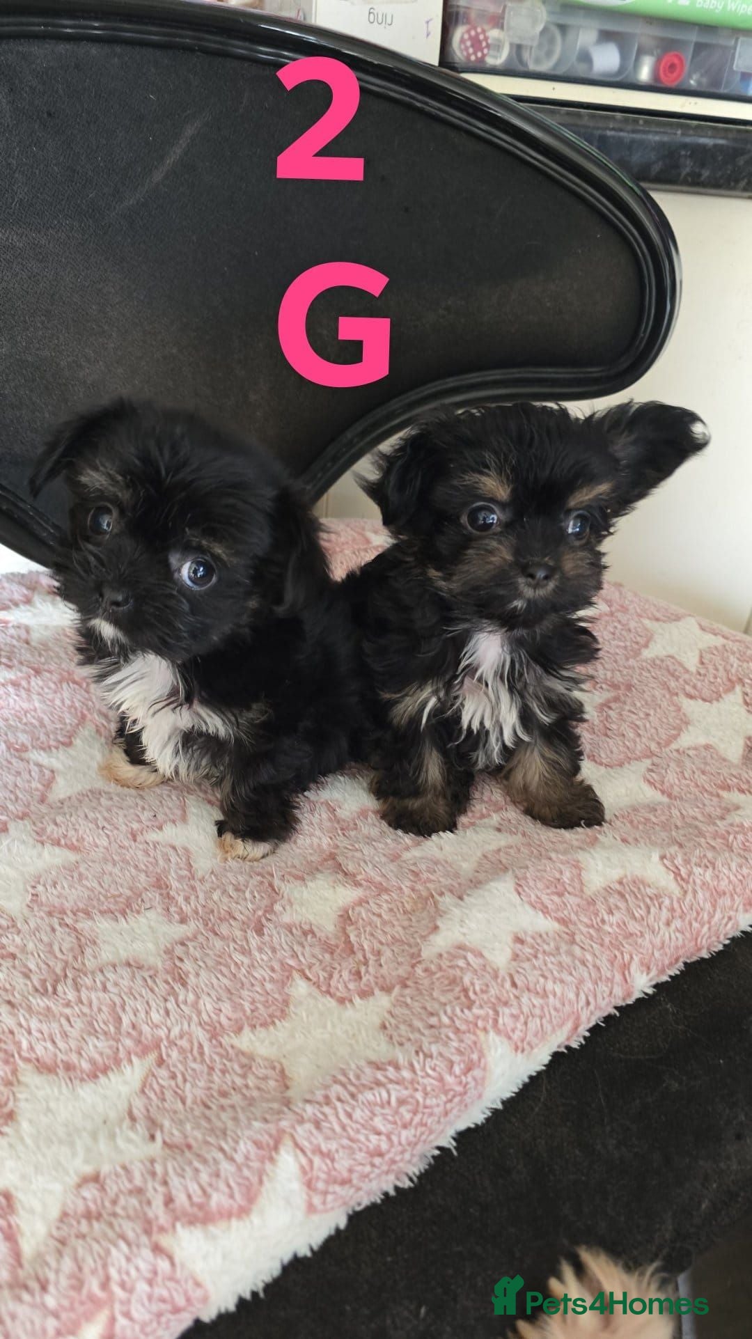 Mixed Breed dogs Chihuahua x Yorkshire terrier x shih tzu  - Advert 1