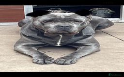 Cane Corso dogs for sale: CANE CORSO TOP QUALITY STRAJANO BLOODLINE FERMINTO - Advert 16