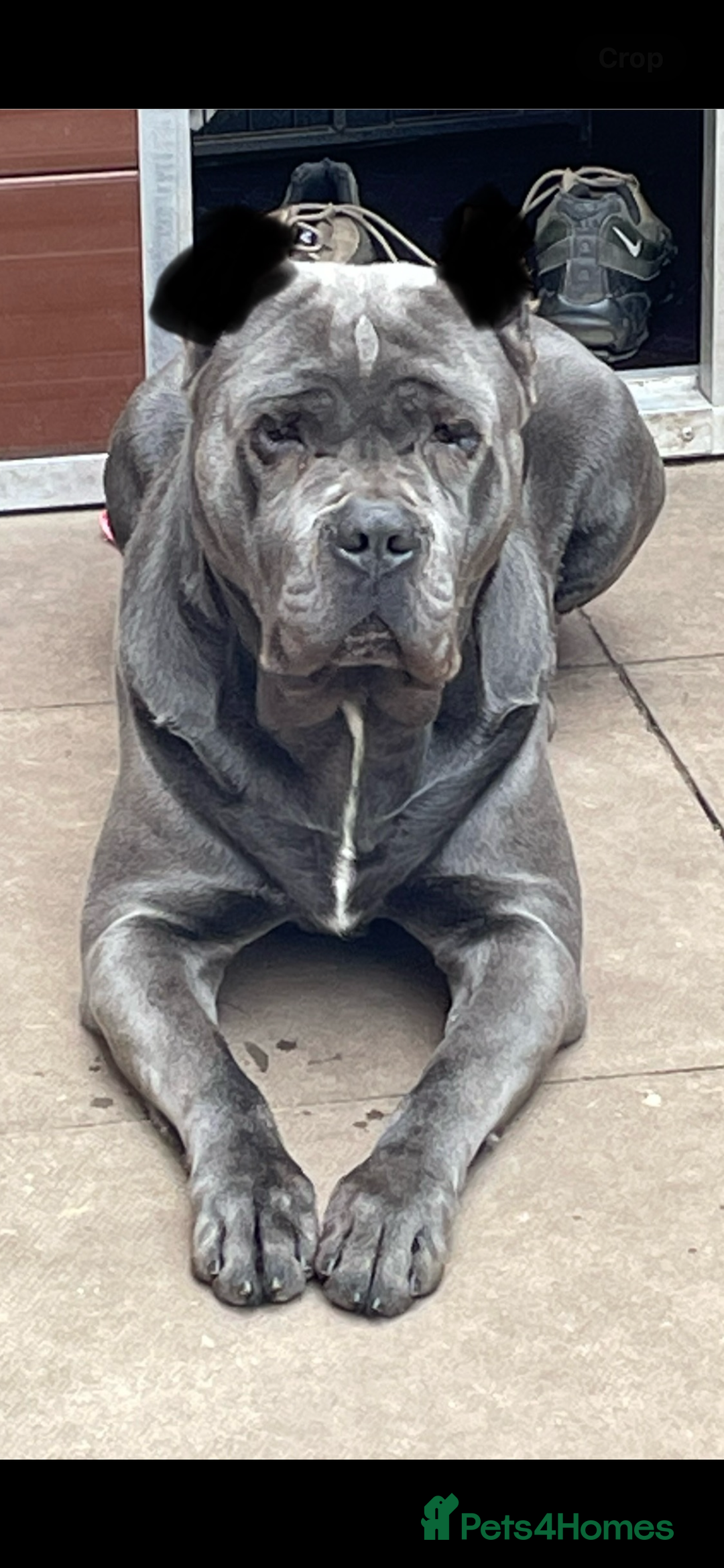 Cane Corso dogs for sale: CANE CORSO TOP QUALITY STRAJANO BLOODLINE FERMINTO - Advert 16