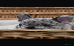 French Bulldog dogs for sale: Beautiful litter of 8 French bulldog puppies - Image 36