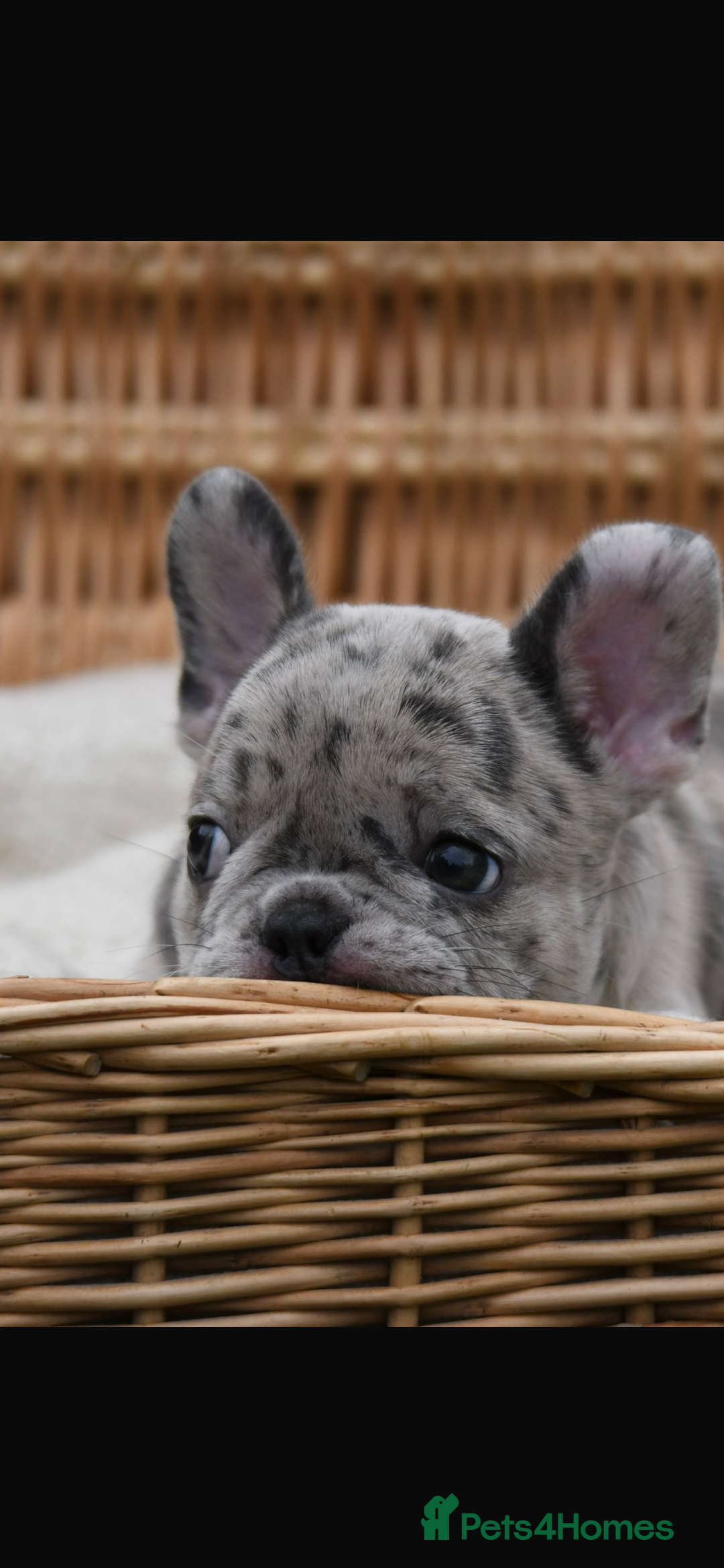 French Bulldog dogs for sale: Beautiful litter of 8 French bulldog puppies - Image 36