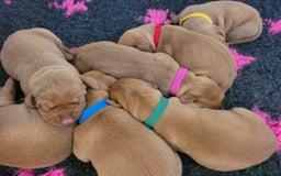 Hungarian Vizsla dogs for sale: Exceptional Hungarian Vizsla Puppies for Sale - Image 8
