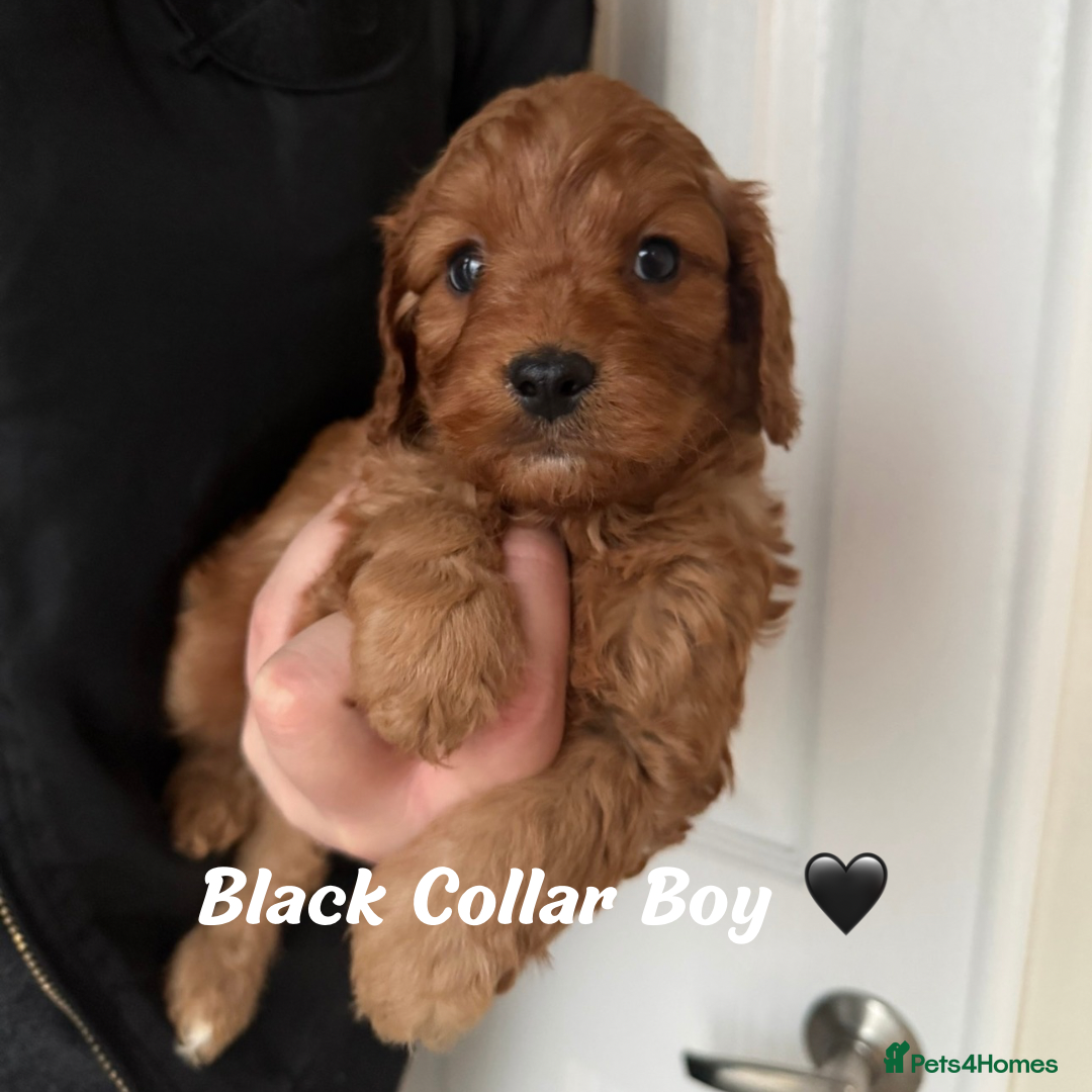 Cavapoo dogs for sale: Red F1 Cavapoo Puppies  - Advert 6
