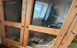 Corn Snake reptiles for sale: Corn snake  - Image 3