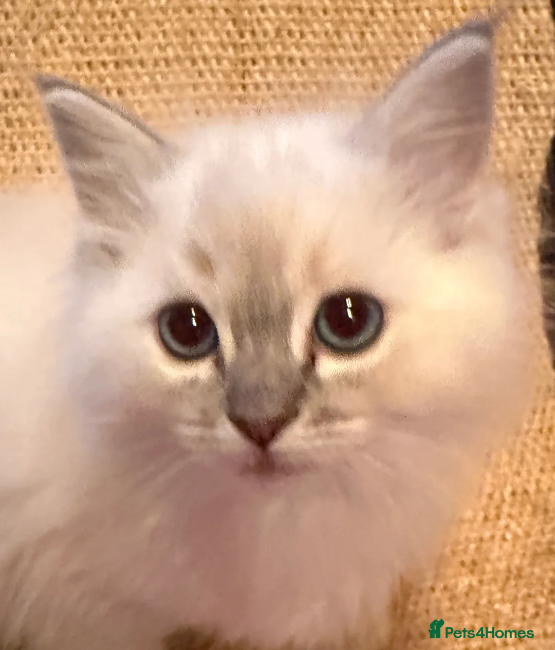 Ragdoll cats for sale: Ragdoll kittens READY NOW - Advert 6