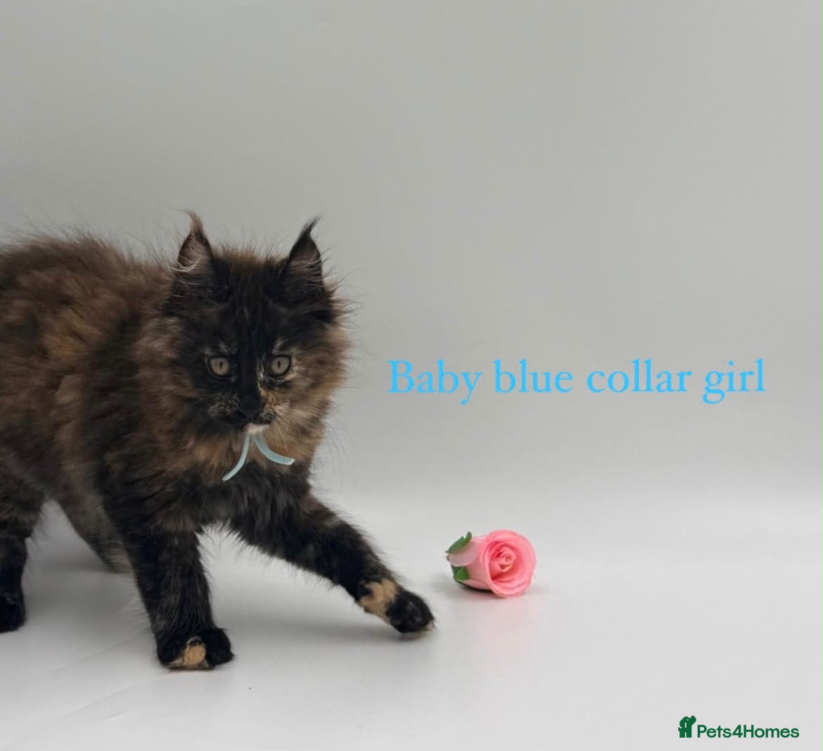 Maine Coon cats Maine coon kittens  - Advert 1