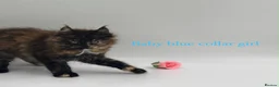 Maine Coon cats for sale: Maine coon kittens  - Advert 1