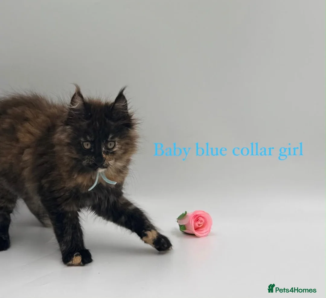 Maine Coon cats for sale: Maine coon kittens  - Advert 1