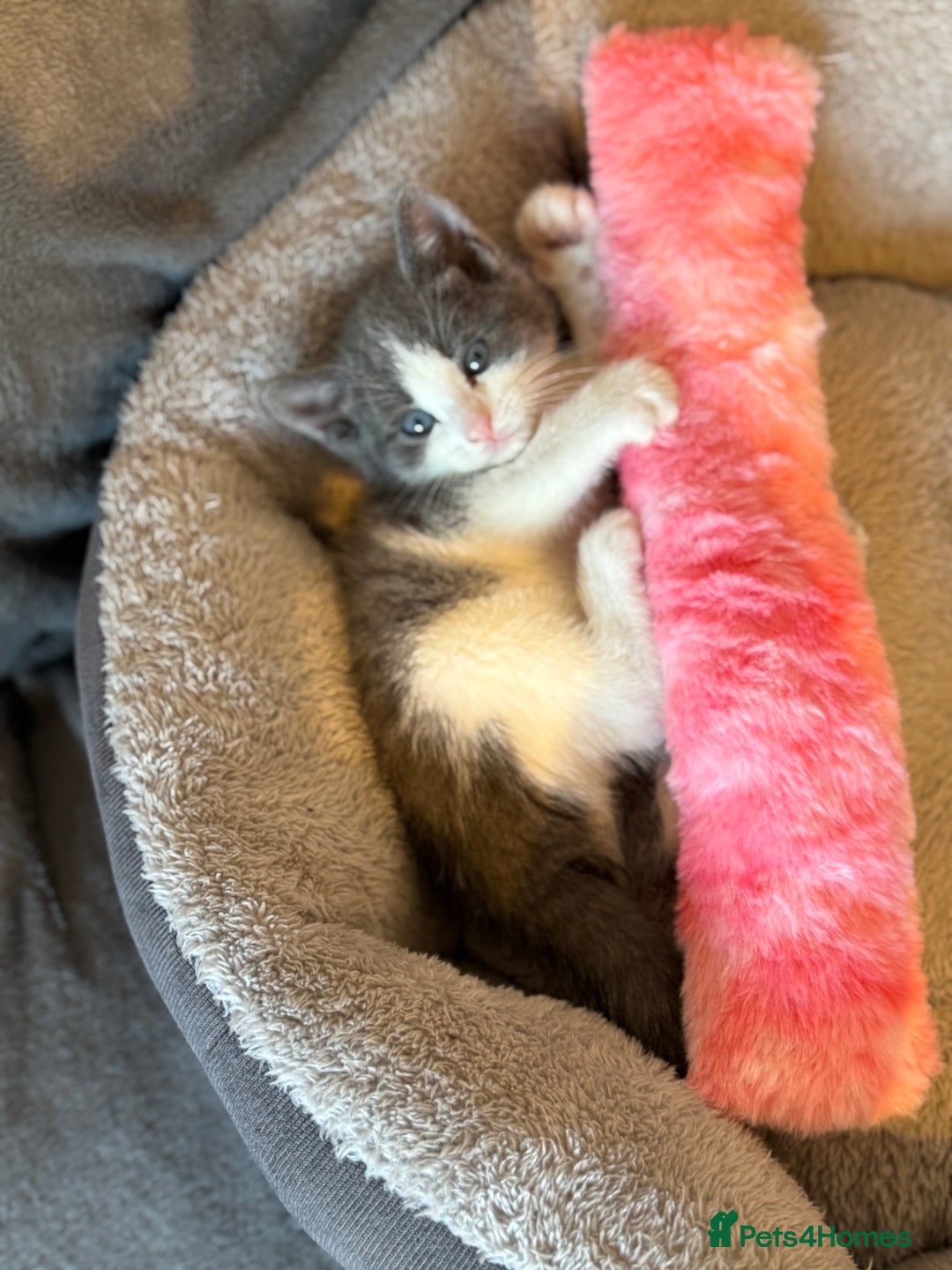 Mixed Breed cats for sale: Grey and white tabby  - Advert 4