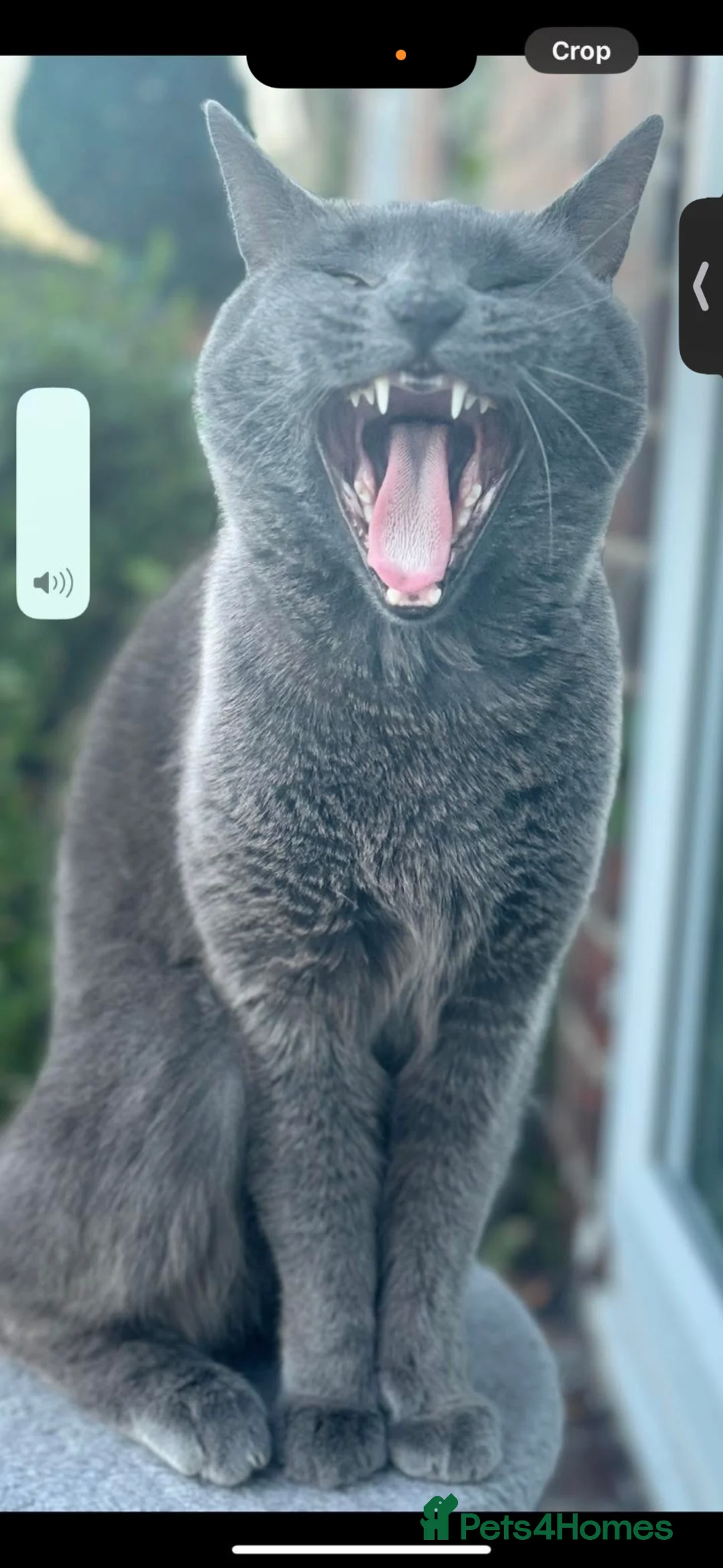 Domestic Shorthair cats for sale: This is miley  in Sheffield - Advert 2