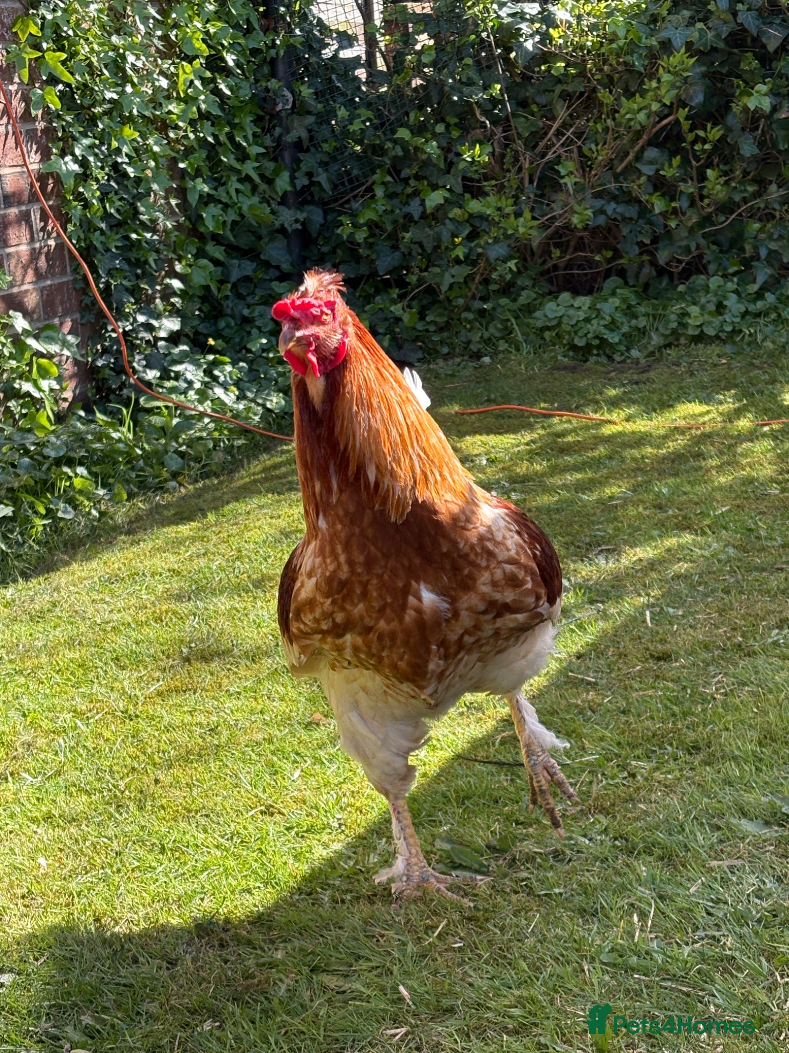 Chickens poultry friendly rooster  - Advert 1