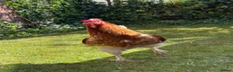 Chickens poultry for sale: friendly rooster  - Advert 1
