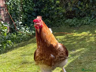 Chickens poultry for sale: friendly rooster - Advert 1