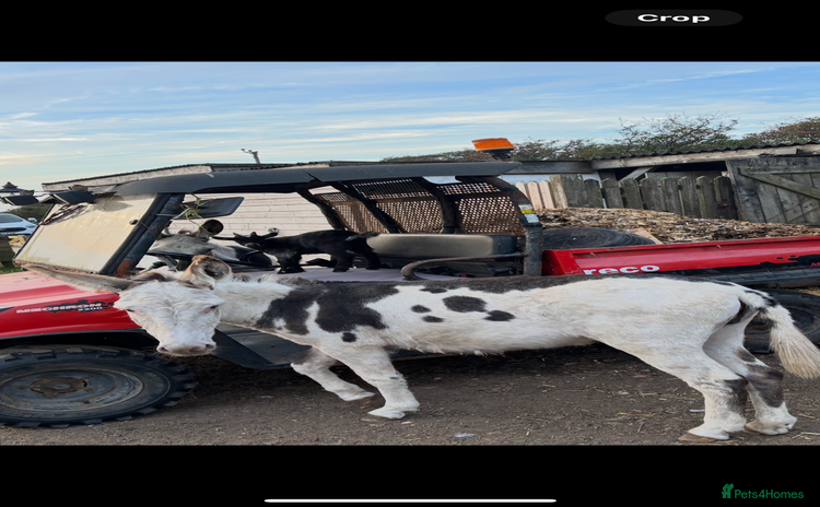 Donkey livestock 2 beautiful Jennies  - Advert 1