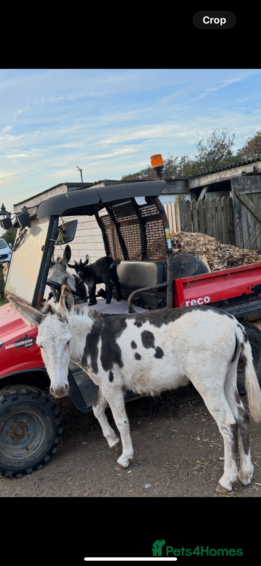 Donkey livestock for sale: 2 beautiful Jennies  - Advert 1