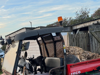 Donkey livestock for sale: 2 beautiful Jennies - Advert 1