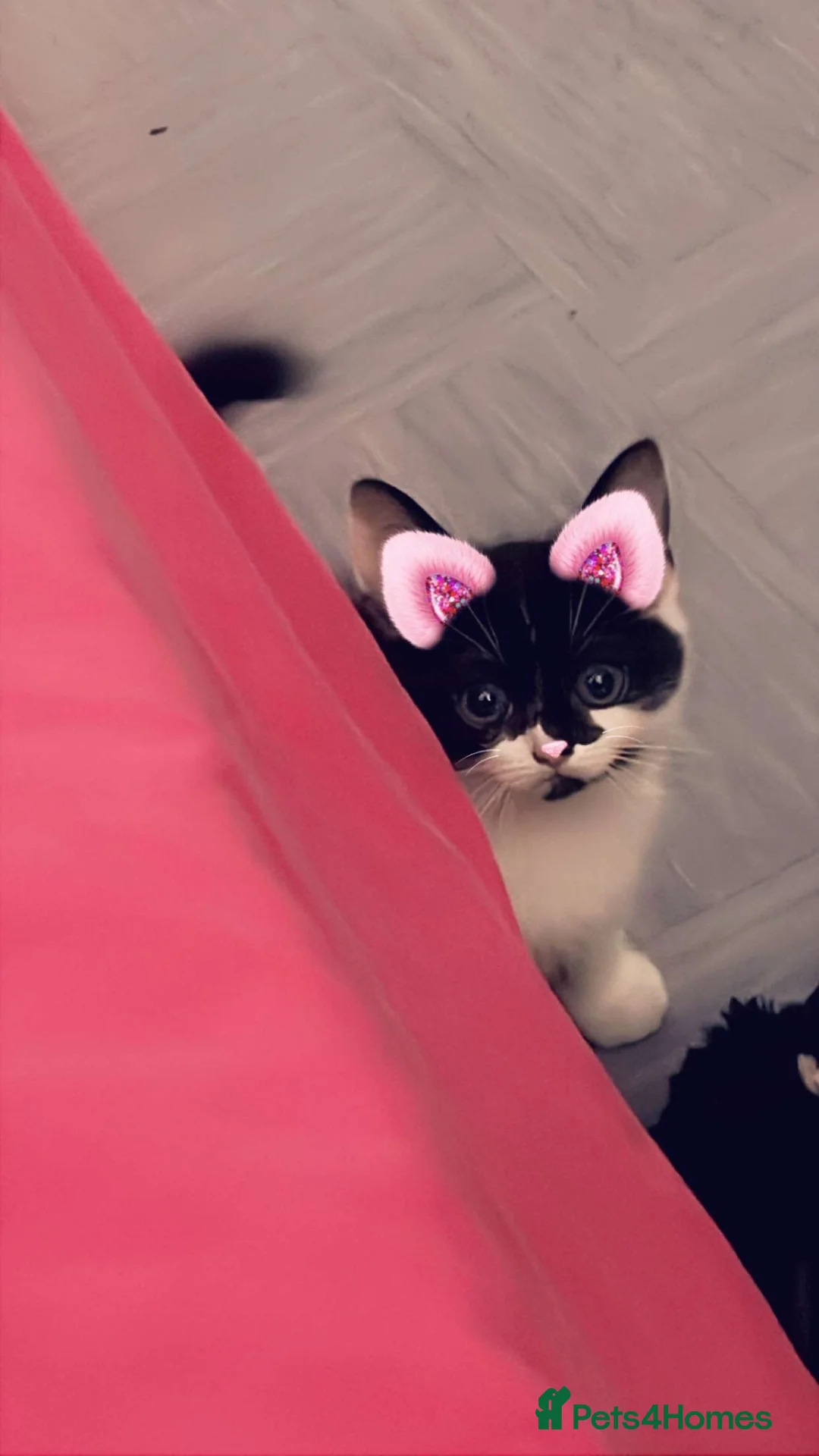 Domestic Shorthair cats for sale: kitten for sale - Advert 7