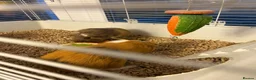 Guinea Pig rodents for sale: Dexter and Dante - Advert 13
