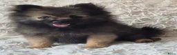 Pomeranian dogs for sale: Little pomeranian puppies  - Advert 10