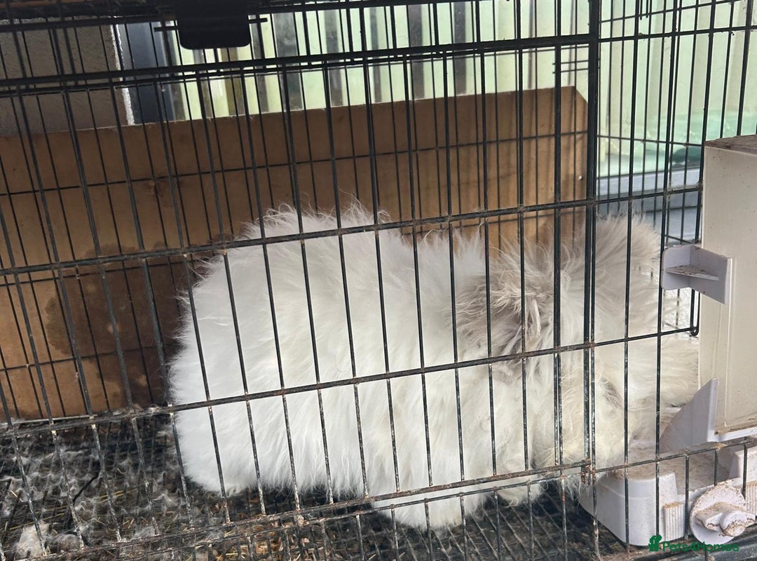 Angora rabbits for sale: Free Angoras - Advert 2