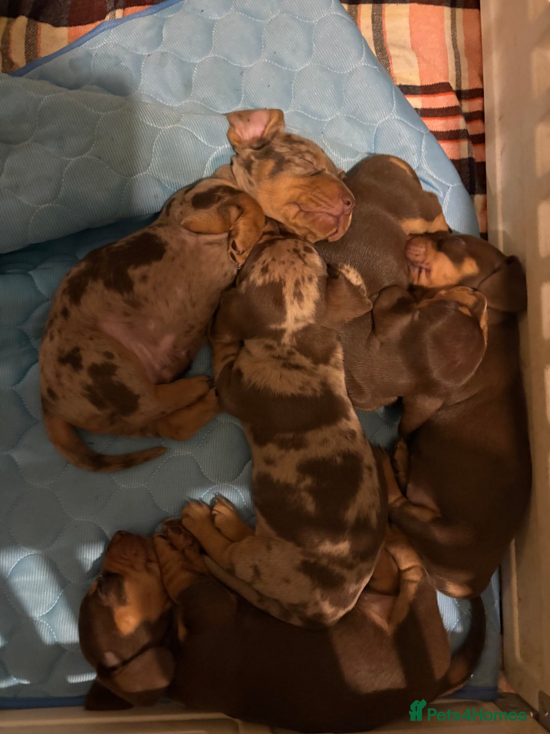 Dachshund dogs for sale: 4 absolutely gorgeous dachshund girls  - Advert 6