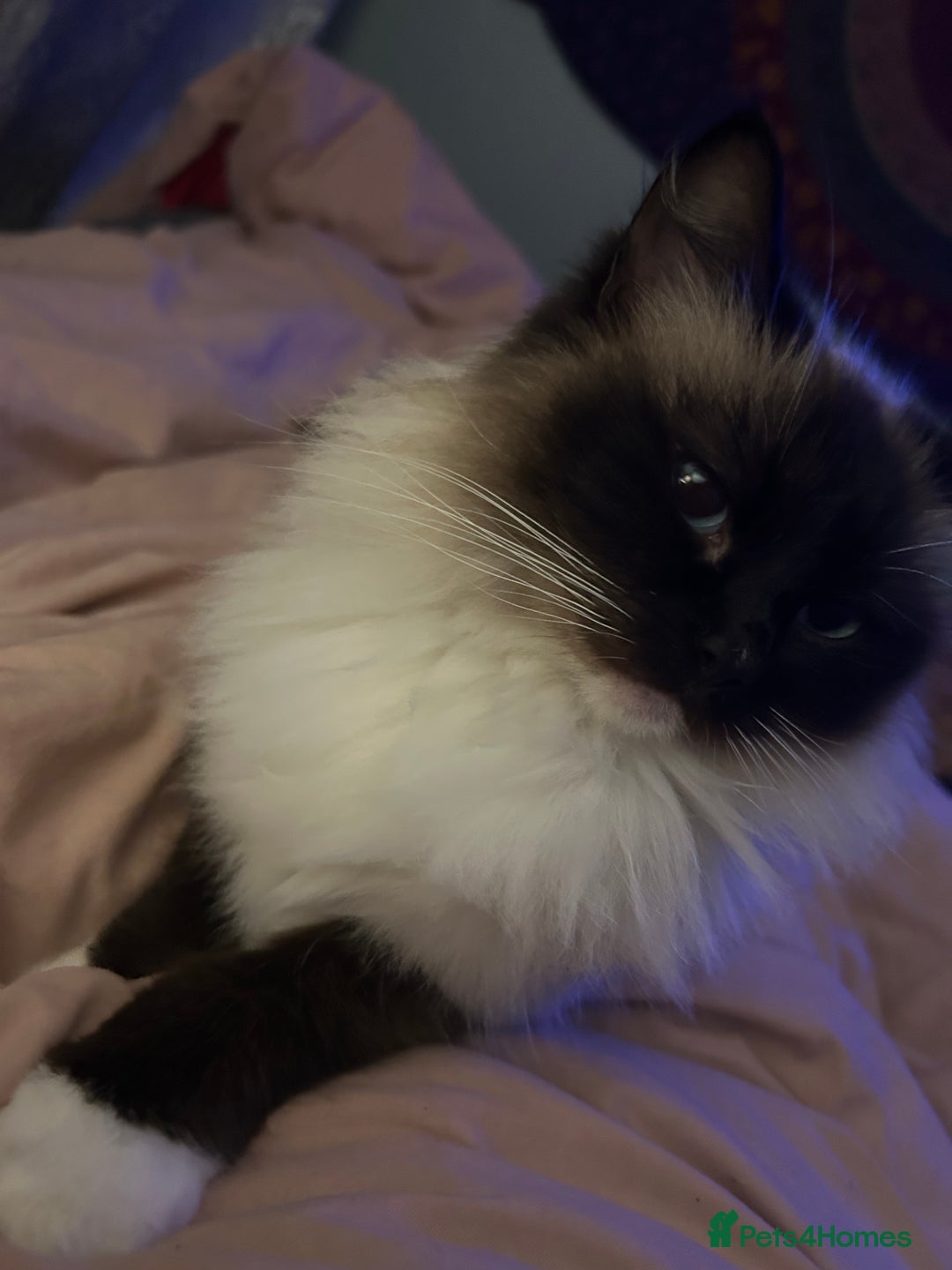 Ragdoll cats for sale: Beautiful Ragdoll mixed kittens for sale - Image 9