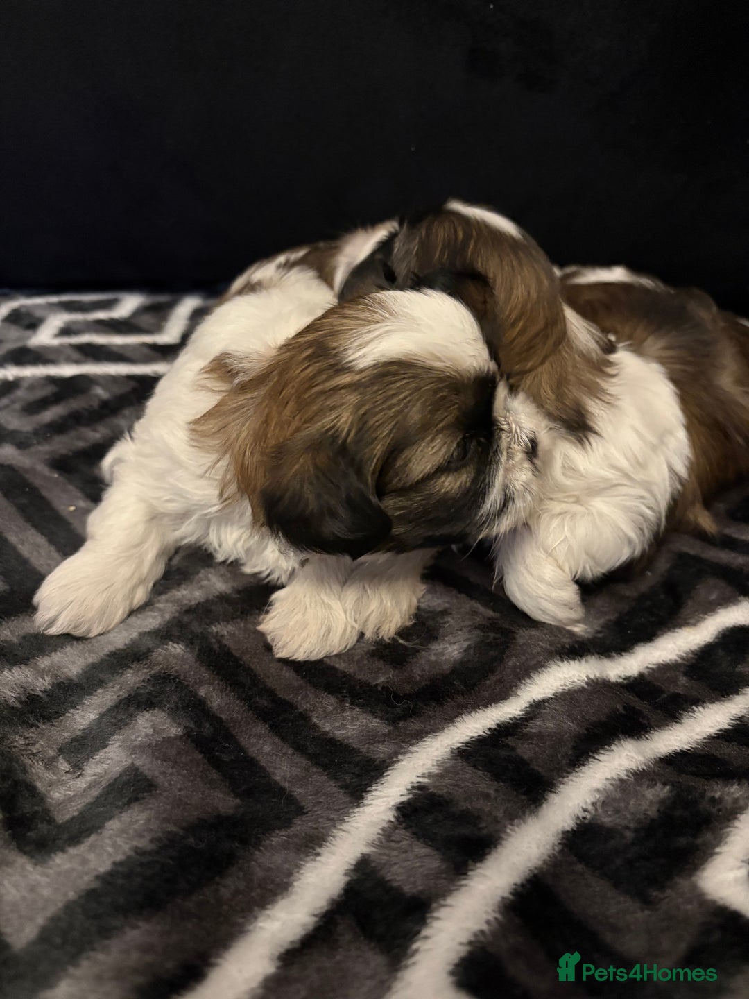 Shih Tzu dogs for sale: 2 female Shih Tzu puppies  - Advert 4