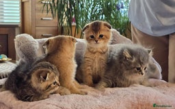 Scottish Fold cats for sale: British shorthair and Scottish fold - Image 11