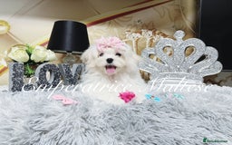 Maltese dogs for sale: Emperatrice Maltese-Korean Line Show Maltese KC Re - Advert 20