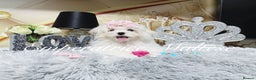 Maltese dogs for sale: Emperatrice Maltese-Korean Line Show Maltese KC Re - Advert 9