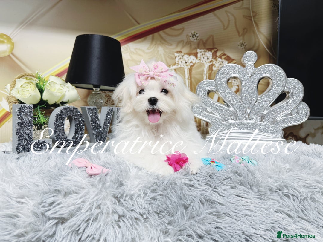 Maltese dogs for sale: Emperatrice Maltese-Korean Line Show Maltese KC Re - Advert 20