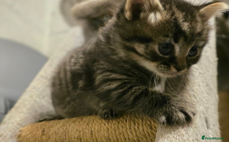 American Shorthair cats - Advert 2