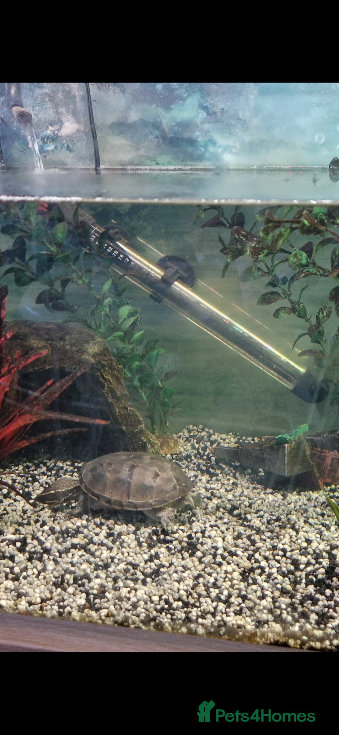 Turtle reptiles for sale: Two musk turtles - Image 2